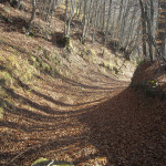 samgiu01